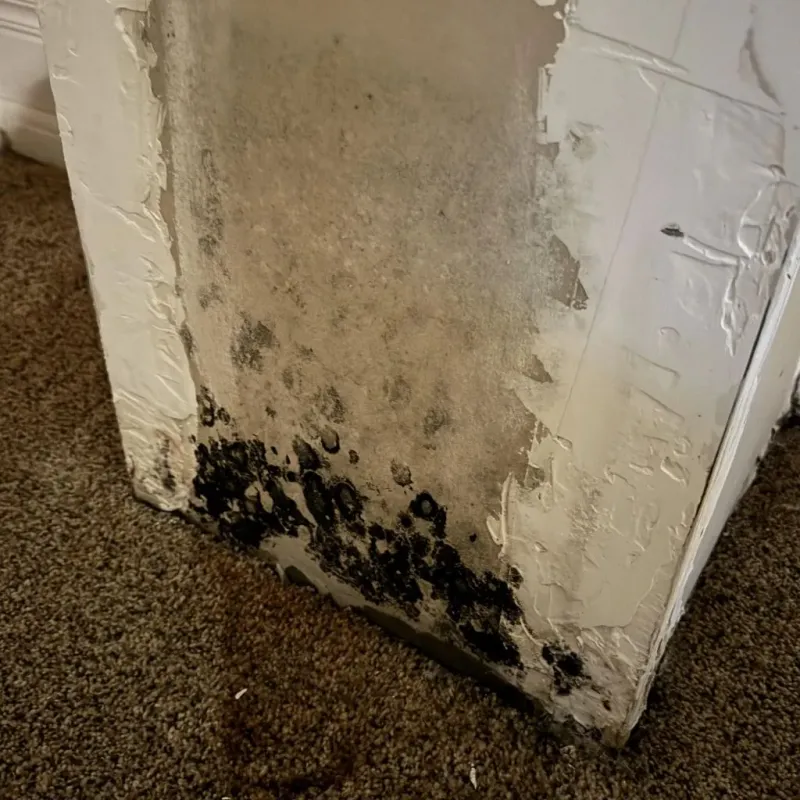 Professional Mold Removal in Gaston County, NC